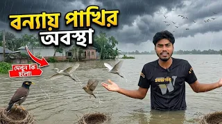 বন্যায় পাখিদের কী অবস্থা! এলাকা ঘুরে যা দেখলাম 😢🐦