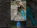 Download Lagu Burung Selendang Biru sarangnya ternyata di Tanah #shorts #birds