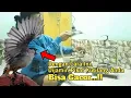 Download Lagu Cara Merawat Pikat Kutilang. Agar Tetap GACOR Dan Aktif Di Ranting