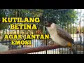 Lagu Suara burung kutilang betina gacor memanggil jantan pancingan ampuh buat kutilang jantan agar nyaut