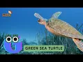 ABC Turtle Song Alphabets Kids song Learn Alphabets English and Animals for Kids