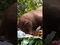 Download Lagu Sejarah kopi luwak