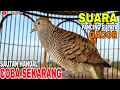 Download Lagu PERKUTUT LOKAL GACOR SUARA NYARING PALING AMPUH BIKIN PERKUTUT NYAUT
