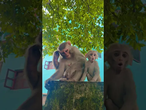 monkey baby and mother #bandar #monkey #monkeyvideo