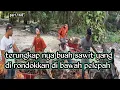 Lagu Part 168” terungkap nya buah sawit yang di rondokan di bawah pelepah
