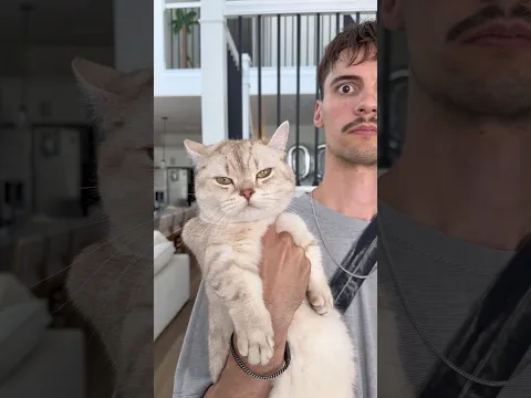 Anxiously attached 🙃 #cat #catsofyoutube #funnycats #catvideos #catshorts