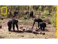 Download Lagu Aftermath of a Chimpanzee Murder Caught in Rare | National Geographic
