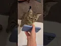 Download Lagu Oiiaoiia spinning cat 🐈‍⬛ thats all? 🤣 #cat #oiiaoiia #challenge #tiktok #tiktokviral #cute
