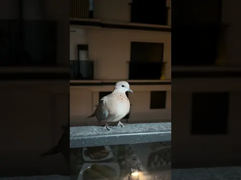 Balkona kumru geldi