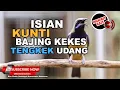 Download Lagu 🔴FULL Isian Kunti Tengkek Udang Bajing Kekes Cucak Cungkok Gacor Panjang Volume TEMBUS ❗️