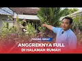 Download Lagu MENANAM ANGGREK DARI BOTOL BISA SUBUR SEMUA, PEMUDA HEBAT.