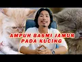 Download Lagu CARA AMPUH BASMI JAMUR PADA KUCING