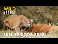 Download Lagu Wild Animals | Secrets of the World’s Hidden Savanna #naturedocumentaries | Wild Nature