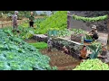 Download Lagu Off-Grid Life Of a Mountain Couple | Bumper Harvest Season 2025 \u0026 Agricultural Harvest Process