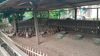teknik ternak bebek kandang kering 100 ekor untuk pemula