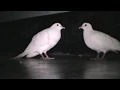 Download Lagu Beautiful White Doves Coo Call Sound || World Best Doves Cooing Sound