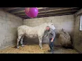 Module 4 Case Study Horse A Stretches