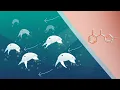 Selektope mode of action - Lifecycle of a barnacle