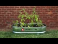 Build a Stock Tank Salsa Garden Tractor Supply Co