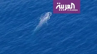 رصد الحوت الأزرق لأول مرة في مياه البحر الأحمر دندنها