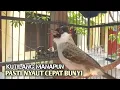 Download Lagu Suara Burung Kutilang Gacor ASLI Tanpa isian, Ampuh untuk Pikat Kutilang bikin kutilang Ribut gacor