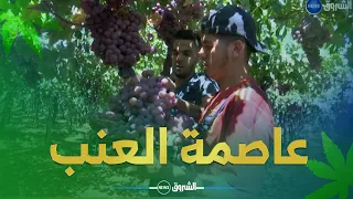 بومرداس عاصمة العنب في الجزائر   تعرف على كمية الإنتاج وأشهر أنواع فاكهة السلاطين   دندنها