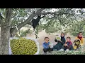 Lagu Esmat and her children picking mountain oak fruit in the Zagros Mountains 🌳🏔️