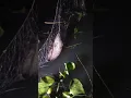 Download Lagu Memancing dengan jaring di malam hari. #memancing #videomemancing #ikan #memancingmalam