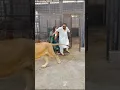 Download Lagu Lion Ha Billi Nahi 😎 #animals #ytshorts #lion mian Saqib #petlover
