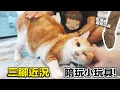 Download Lagu 【三腳近況分享！陪玩小玩具！】志銘與狸貓