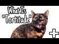 What Is Tortitude