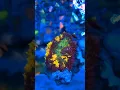 Jamur Rodhactis warna kuning #reeftank #aquarium #acropora #coral