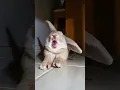 Lagu Mini Lop Bunny Yawning #cute #rabbit #pets