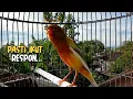 Download Lagu CUITAN KENARI JANTAN GACOR MERANGSANG KENARI PAUD AGAR CEPAT BUNYI