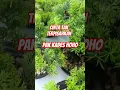 Download Lagu Pak Kades HoHo: Cinta Tak Terpisahkan
