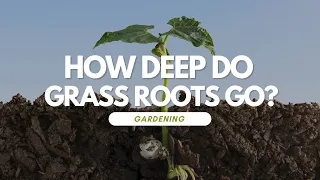 How Deep Do Grass Roots Go