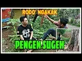 Download Lagu PENGEN SUGEH - (karyavigram)