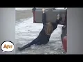 Download Lagu People Who Tried, but FAILED! Funniest Fails | AFV 2019