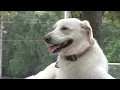 Free adoptions for shelter animals in Jacksonville