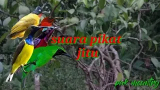 suara burung ribut sudah terbukti hasil nya