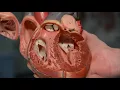 Heart (anatomy)