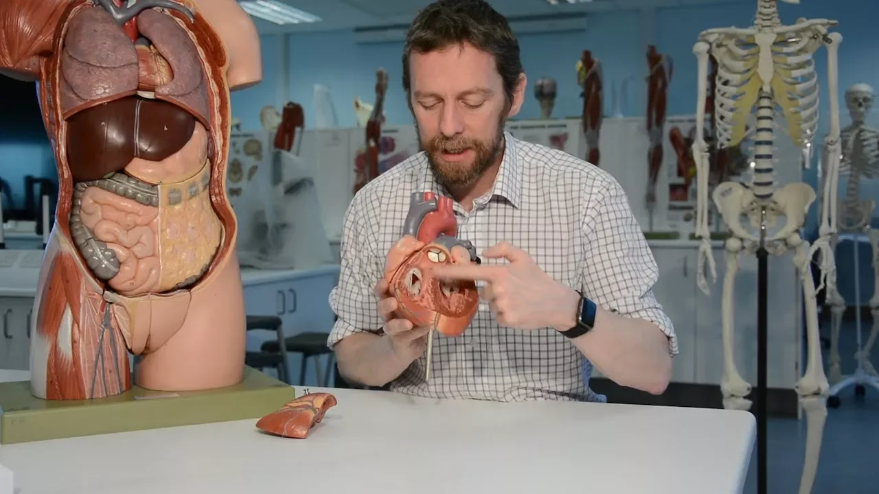 Heart (anatomy)