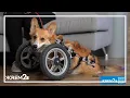 Spokane dog nominated for dog of the year