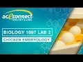 Biology 1097 Lab 2 Chicken Embryology