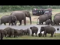 Download Lagu Herd of elephants at the Minneriya national park !