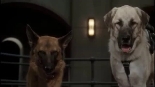 the cat and the dog flew to sky to chase after each other