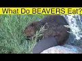 What Do Beavers Eat