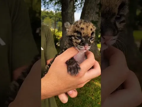 Animals Transformation
