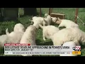 Dog license deadline approaching in Pennsylvania