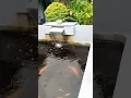 Download Lagu Ikan Dalam Kolam